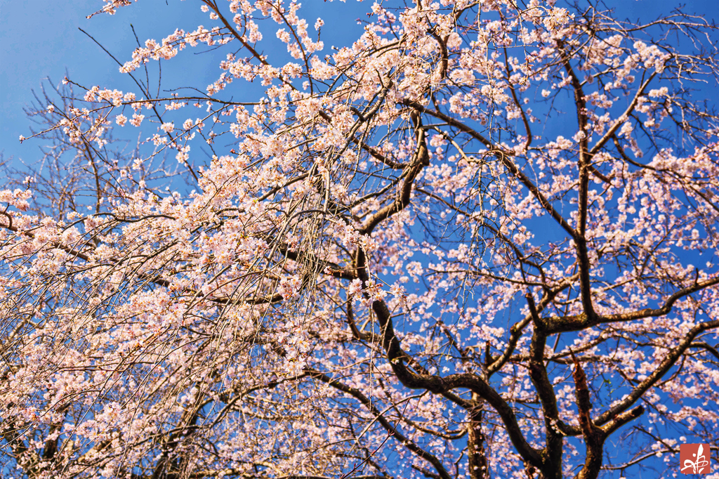 糸桜を紡ぐ