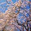 糸桜を紡ぐ
