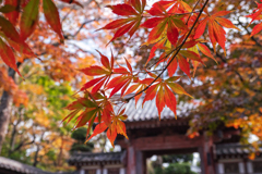 山門も色づく晩秋の朝