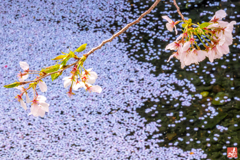 散り際の美学