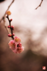 清少納言が愛でた花