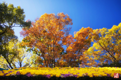 菊絨毯の先には色づく葉