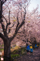 なかよしの春散歩