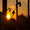 sunset_003