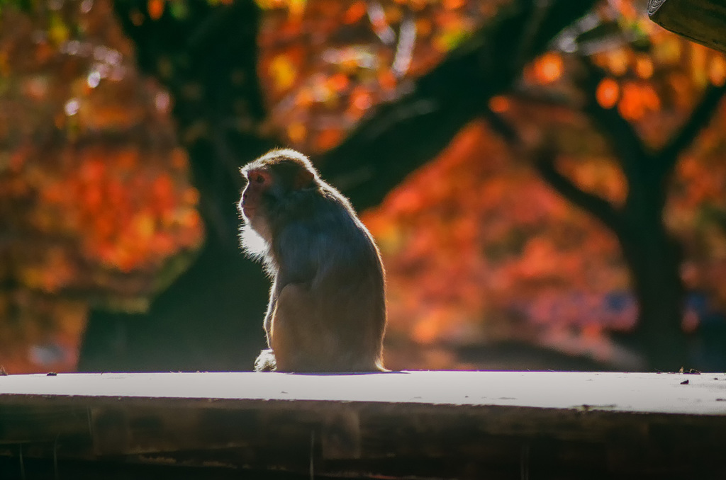 紅葉と日本猿