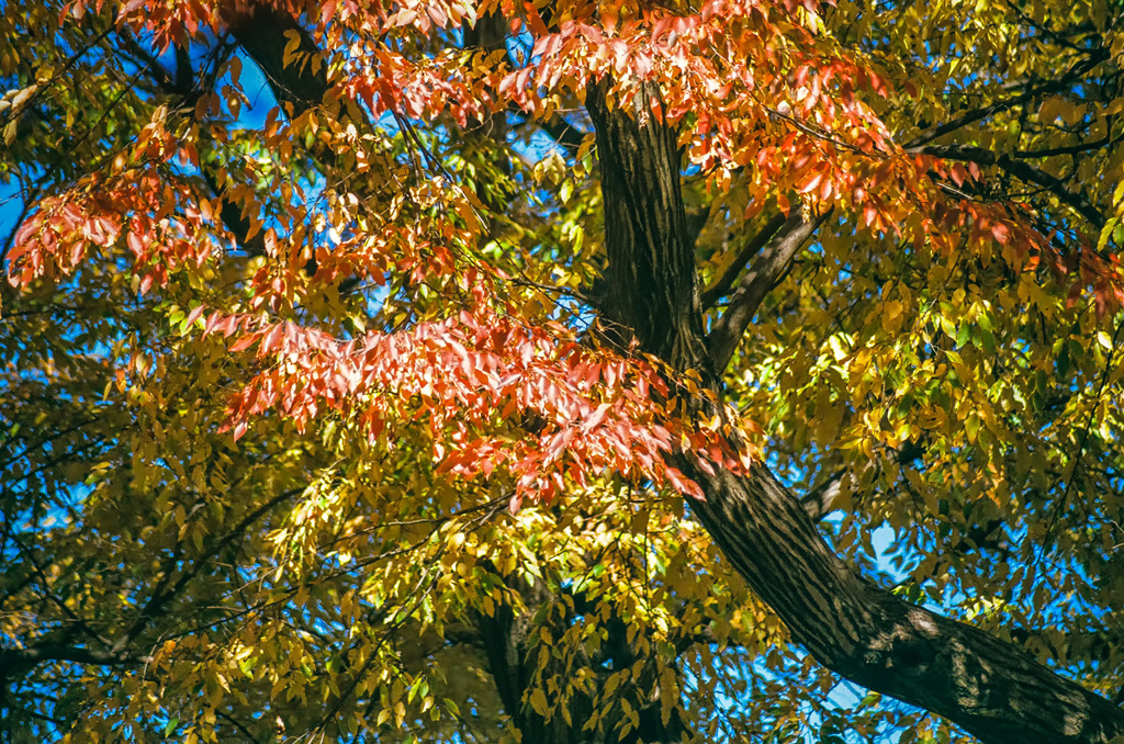 紅葉（井の頭公園で）