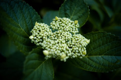 紫陽花　5/16
