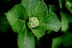 small flower  (ajisai)