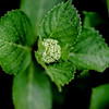 small flower  (ajisai)