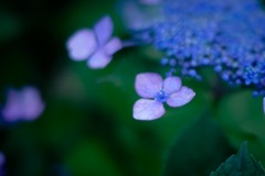 Ajisai blue 6/6