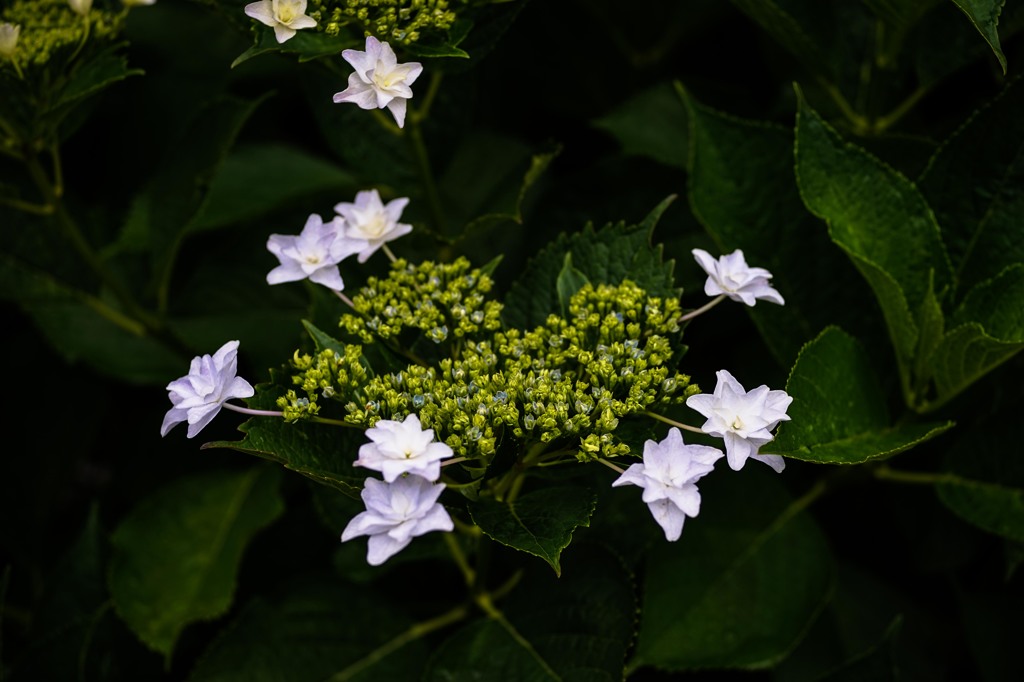紫陽花　5/24(2)