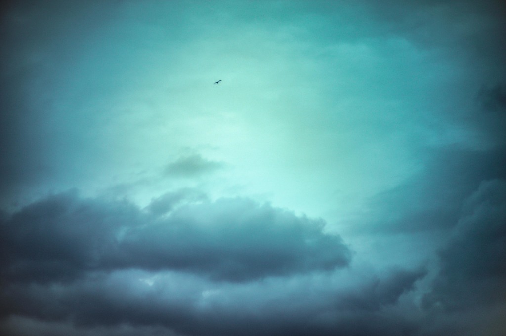 Fly High