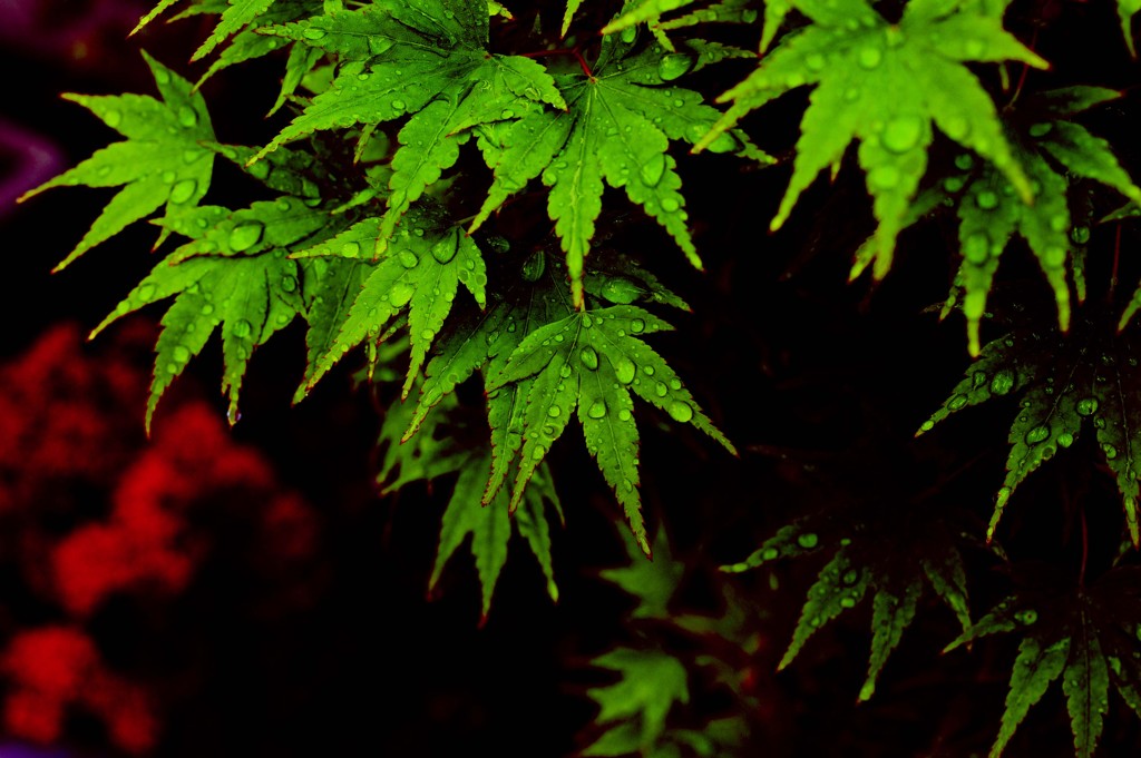 New Green
