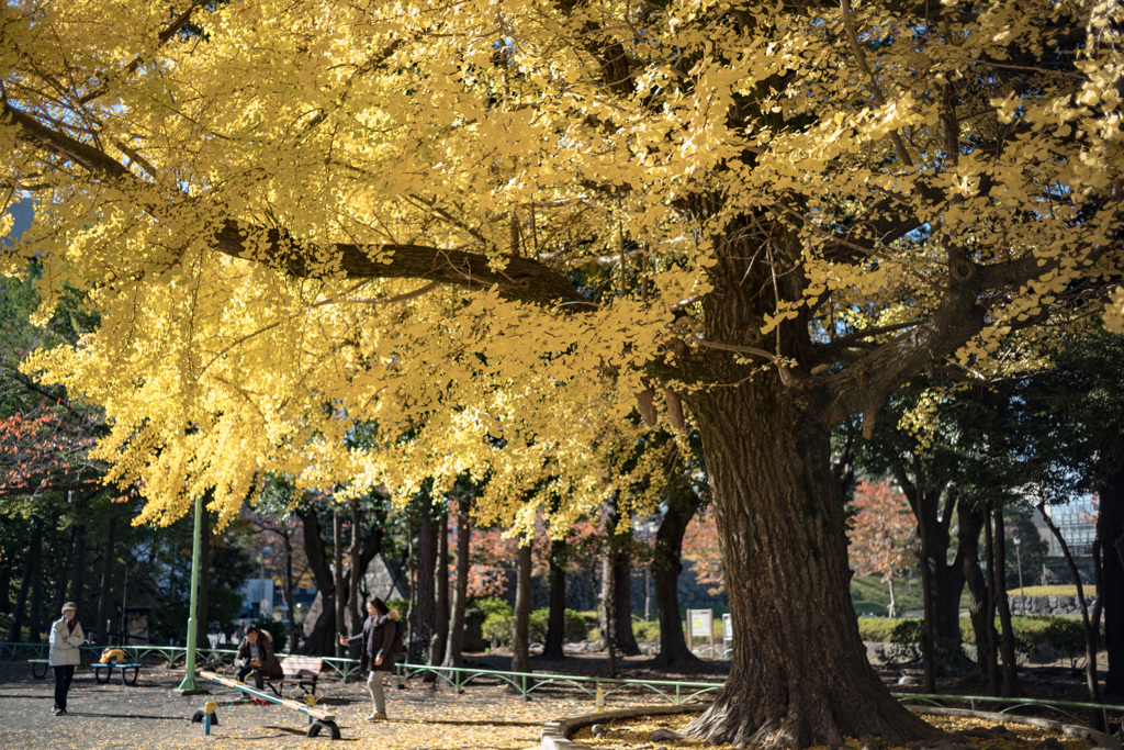 Yellow_