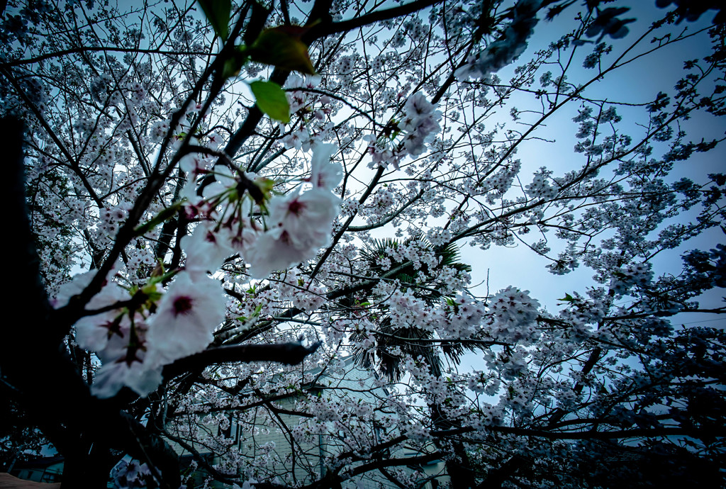 今年の桜