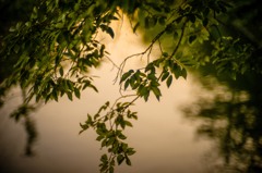 枝と夕刻の水面