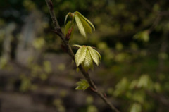 Spring Green