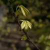 Spring Green