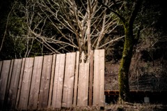 WOOD