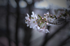 ひっそりと、、桜