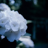 純白（紫陽花）