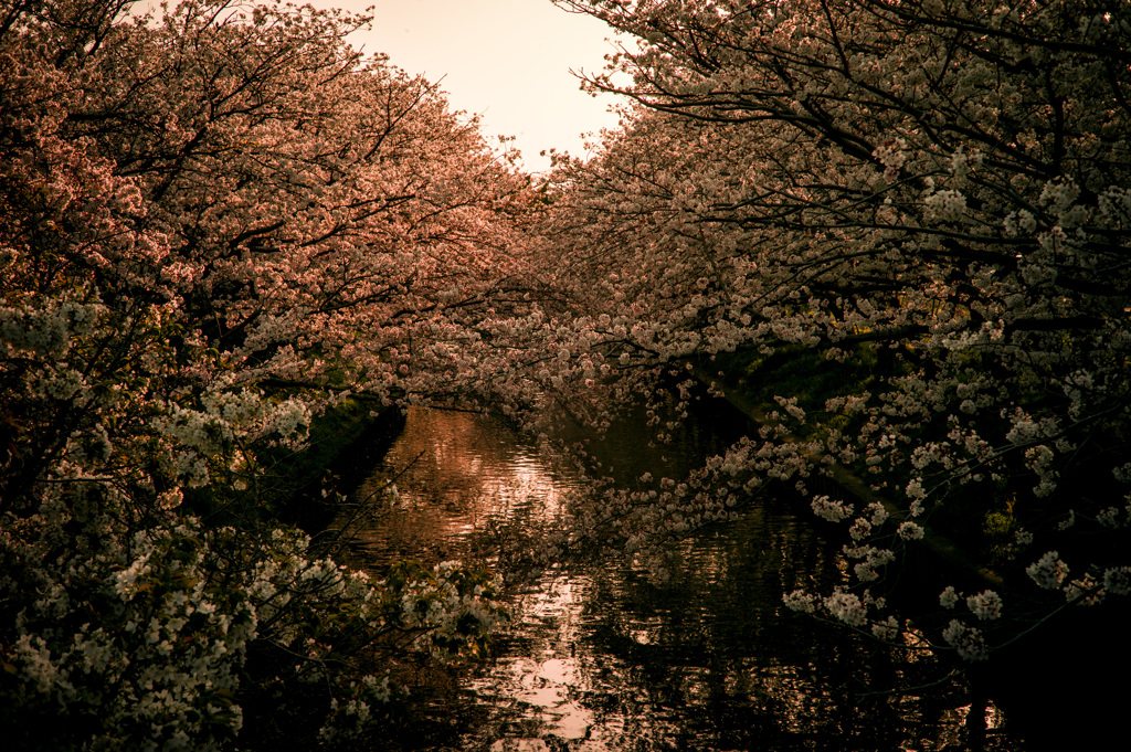 sakura river