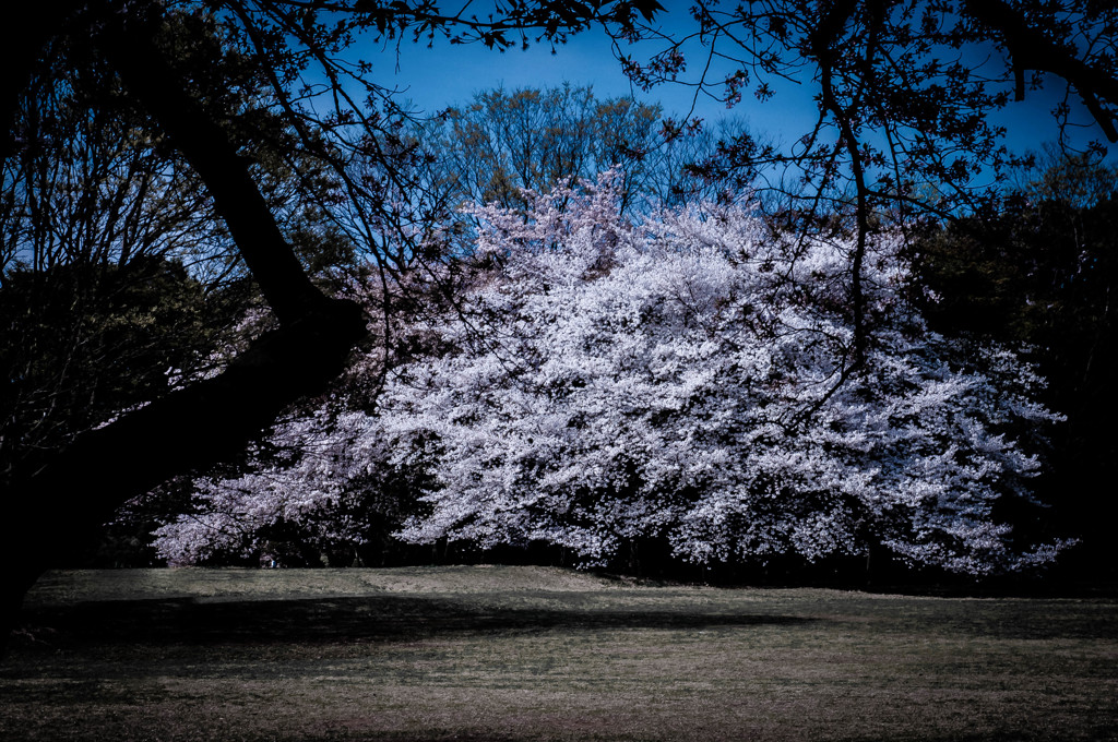 2011年の桜