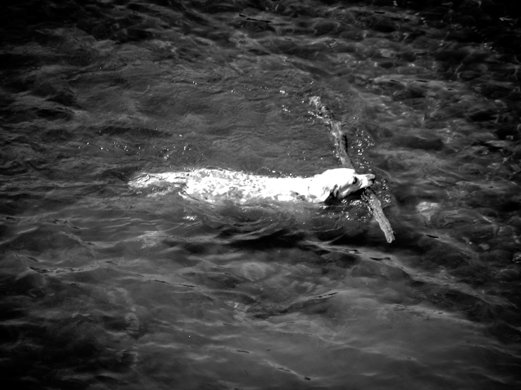 Summer dog
