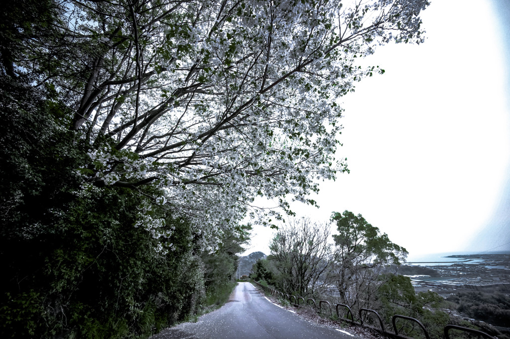 桜小道