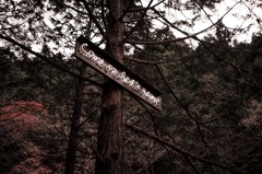 Come on , let's camp　２