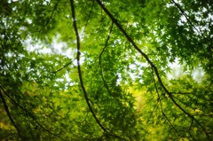 new green