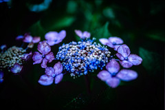 柔らかい紫陽花