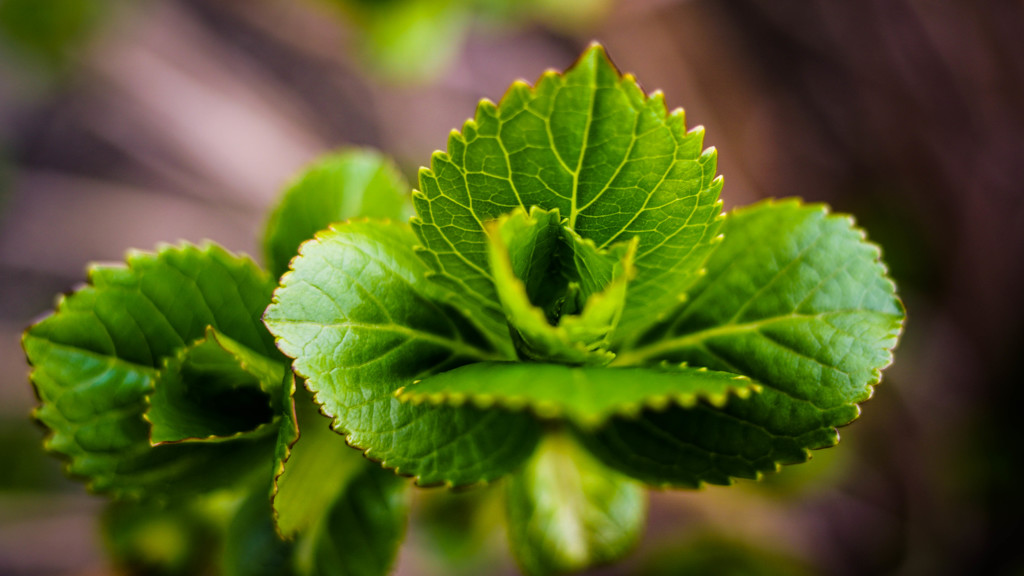 花弁のような葉