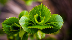 花弁のような葉