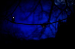Filament