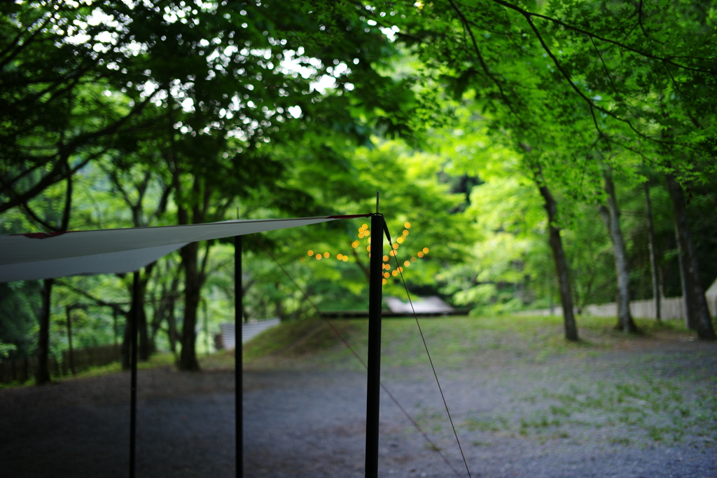 Tarp
