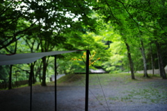Tarp