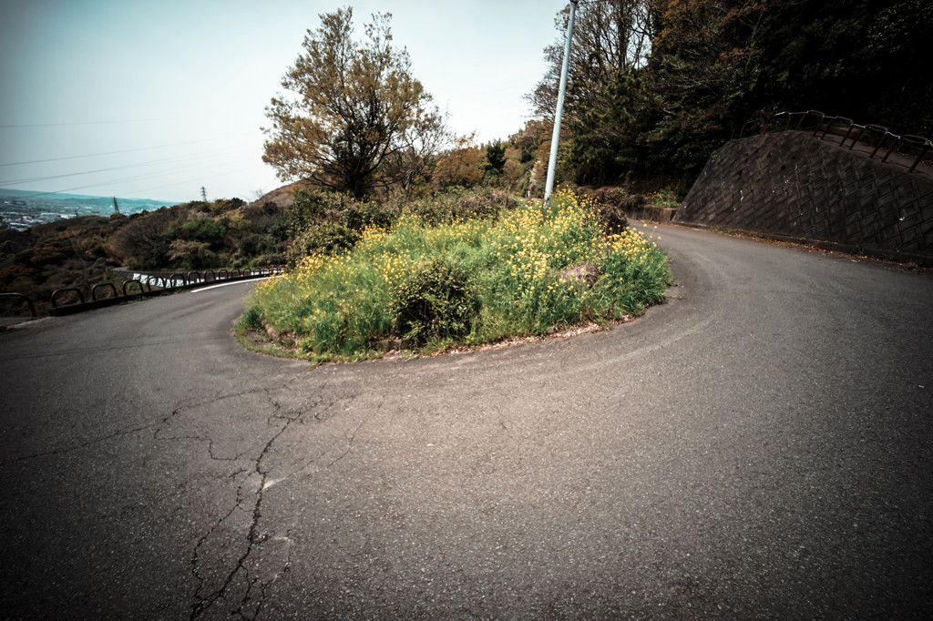 菜の花　ヘアピンコーナー