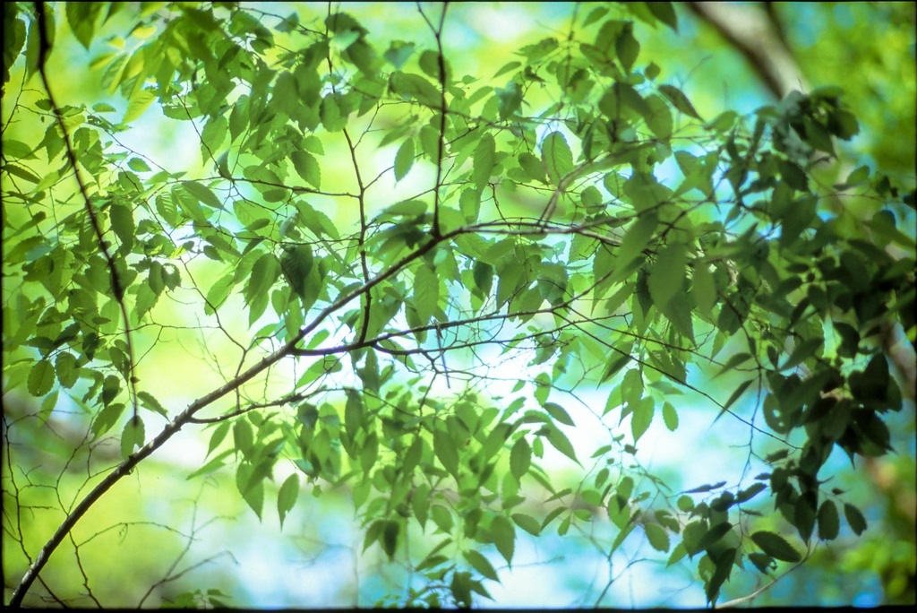 Green Leaf