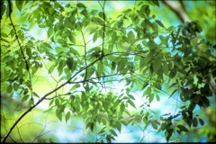 Green Leaf