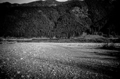 河原より　遠くにＳＬを臨む