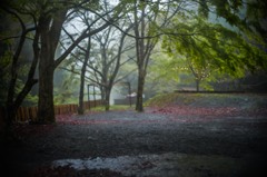 Rainy Camp field