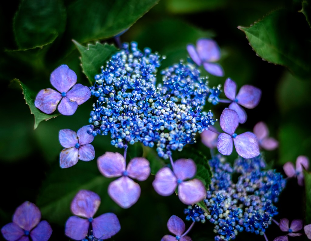 紫陽花　(6/6)