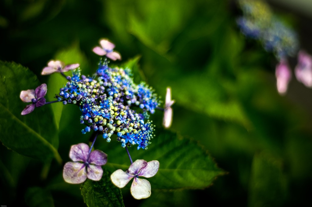 紫陽花