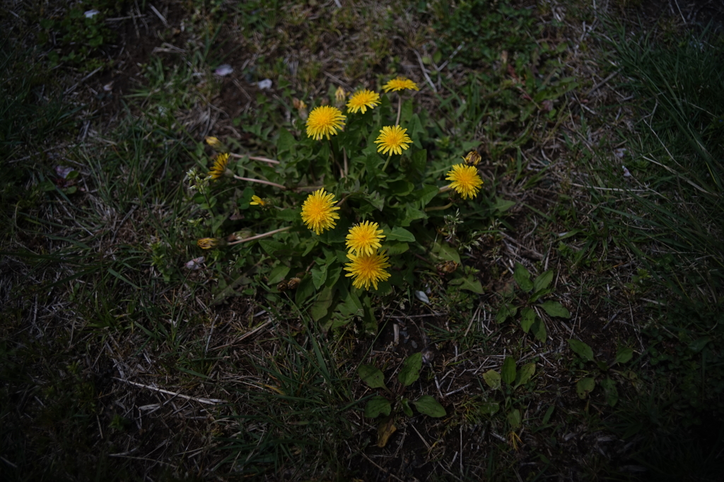 たんぽぽ（Spring Yellow）