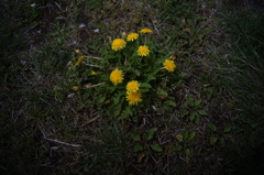 たんぽぽ（Spring Yellow）