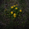 たんぽぽ（Spring Yellow）