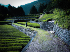 茶畑風景