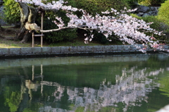 桜映