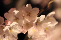 夜桜 012